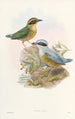 Monographie der Pittidae Pl06 - John Gould — Ansicht des Kunstwerks