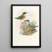 Monographie der Pittidae Pl06 - John Gould — gerahmtes Bild an der Wand