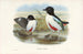 Monographie der Pittidae Pl07 - John Gould — Ansicht des Kunstwerks