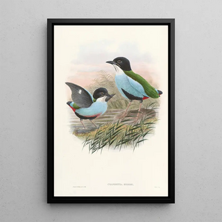 John Gould - Monograph of the Pittidae Pl08.webp