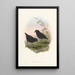 Monographie der Pittidae Pl10 - John Gould — gerahmtes Bild an der Wand