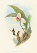 Myiabeillia typica - John Gould — Ansicht des Kunstwerks