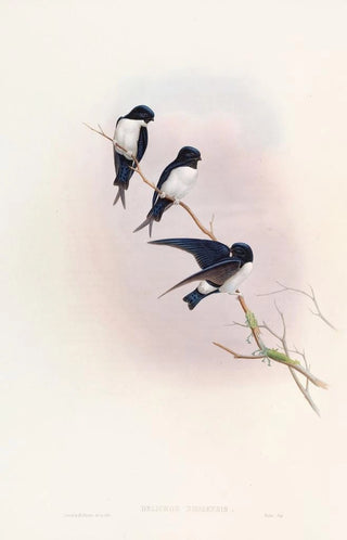 John Gould - Nepal MartinSwallow.webp