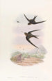 Martinet à toit de palmier - John Gould — Ansicht des Kunstwerks