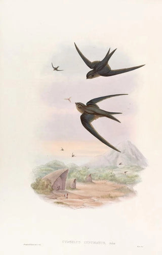 John Gould - Palm RoofSwift.webp