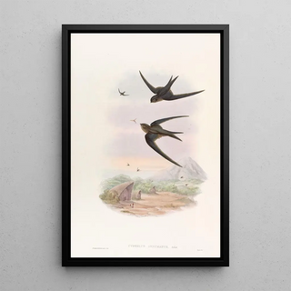John Gould - Palm RoofSwift.webp