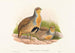 Perdix barbata - John Gould — Ansicht des Kunstwerks