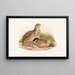 Perdix barbata - John Gould — gerahmtes Bild an der Wand