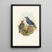 Petrocossyphus cyanus - John Gould — gerahmtes Bild an der Wand