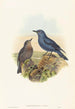 Petrocossyphus cyanus - John Gould — Ansicht des Kunstwerks