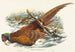 Phasianus colchicus - John Gould — Ansicht des Kunstwerks