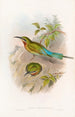 Guêpier des Philippines - John Gould — Ansicht des Kunstwerks