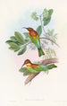 Guêpier Pirik - John Gould — Ansicht des Kunstwerks