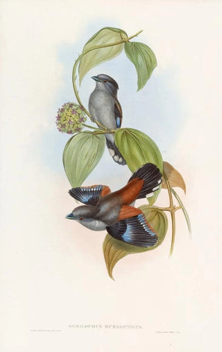 John Gould - Redbacked Eurylaime.webp