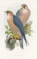 Fasan mit rotem Nacken - John Gould — Ansicht des Kunstwerks