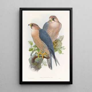 John Gould - Rednaped Falcon.webp