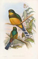 Trogon de Reinwardt - John Gould — Ansicht des Kunstwerks