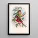 Trogon à poitrine rose - John Gould — gerahmtes Bild an der Wand