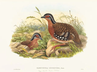 John Gould - Rufousbreasted Bamboo Partridge.webp