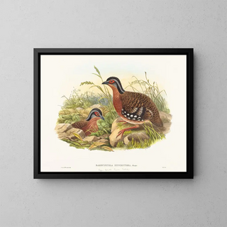 John Gould - Rufousbreasted Bamboo Partridge.webp