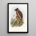Spilornis à poitrine rousse - John Gould — gerahmtes Bild an der Wand