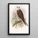 Faucon sacré - John Gould — gerahmtes Bild an der Wand