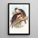 Faucon Shaheen - John Gould — gerahmtes Bild an der Wand