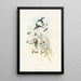 Spathura péruvienne - John Gould — gerahmtes Bild an der Wand