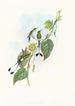 Spathura d'Underwood - John Gould — Ansicht des Kunstwerks