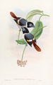 Broadbill de Steere - John Gould — Ansicht des Kunstwerks