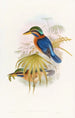 Martin-pêcheur de Sumatra - John Gould — Ansicht des Kunstwerks