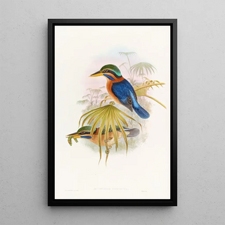 John Gould - Sumatra Kingfisher.webp
