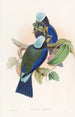 Rollier de Temminck - John Gould — Ansicht des Kunstwerks