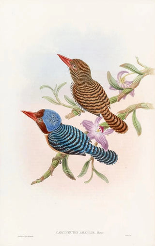 John Gould - Tenasserim Kingfisher.webp