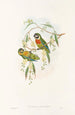 Die Vögel von Neuguinea und den angrenzenden Papuas-Inseln Pl06 - John Gould — Ansicht des Kunstwerks