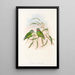 Die Vögel Neuguineas und der angrenzenden Papuas-Inseln Pl07 - John Gould — gerahmtes Bild an der Wand