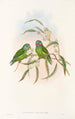 Die Vögel Neuguineas und der angrenzenden Papuas-Inseln Pl07 - John Gould — Ansicht des Kunstwerks