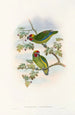 Die Vögel von Neuguinea und den angrenzenden Papuas-Inseln Pl08 - John Gould — Ansicht des Kunstwerks