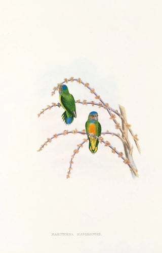 John Gould - The Birds of New Guinea and the adjacent Papuan islands Pl22.webp