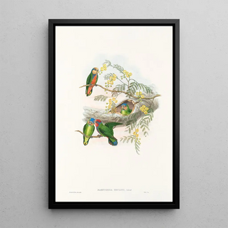 John Gould - The Birds of New Guinea and the adjacent Papuan islands Pl24.webp