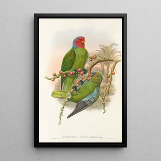 John Gould - The Birds of New Guinea and the adjacent Papuan islands Pl30.webp