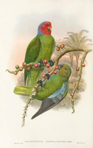 John Gould - The Birds of New Guinea and the adjacent Papuan islands Pl30.webp