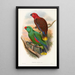 Die Vögel von Neuguinea und den angrenzenden Papua-Inseln Pl32 - John Gould — gerahmtes Bild an der Wand