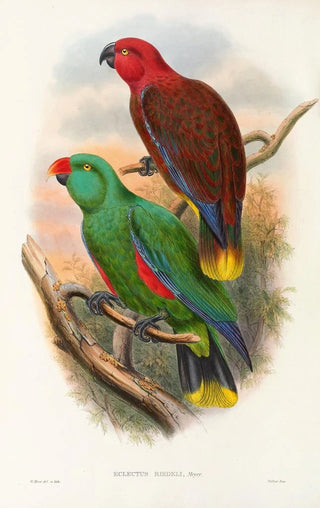 John Gould - The Birds of New Guinea and the adjacent Papuan islands Pl32.webp