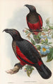 Die Vögel von Neuguinea und den angrenzenden Papua-Inseln Pl33 - John Gould — Ansicht des Kunstwerks