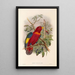 Die Vögel Neuguineas und der angrenzenden Papuas-Inseln Pl37 - John Gould — gerahmtes Bild an der Wand