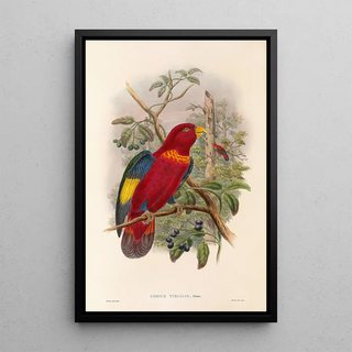 John Gould - The Birds of New Guinea and the adjacent Papuan islands Pl37.webp
