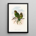 Die Vögel von Neuguinea und den angrenzenden Papuas-Inseln Pl39 - John Gould — gerahmtes Bild an der Wand