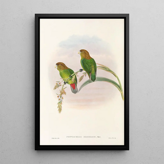 John Gould - The Birds of New Guinea and the adjacent Papuan islands Pl40.webp