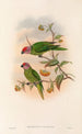 Die Vögel von Neuguinea und den angrenzenden Papuas-Inseln Pl41 - John Gould — Ansicht des Kunstwerks